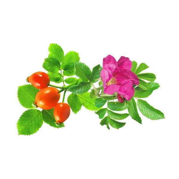 Шиповник для детей