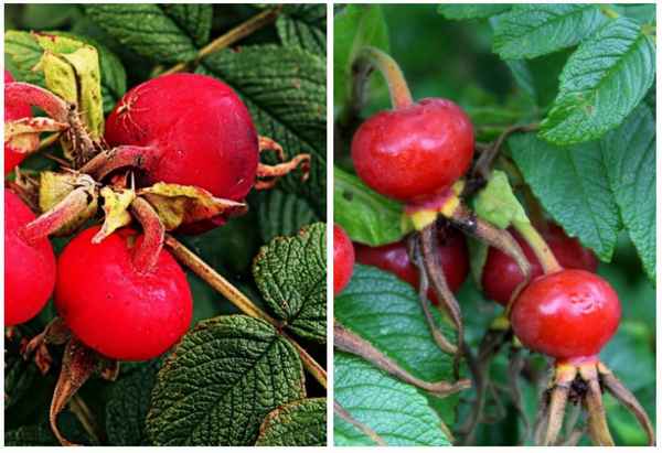 Витаминный шиповник ВНИВИ: описание сорта