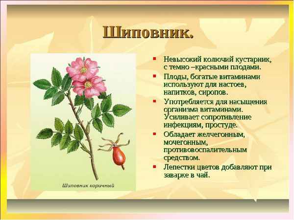 Майский Шиповник: ботаническое описание растения, место обитания, польза и вред