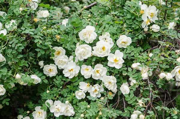 Шиповник белый: описание, выращивание и уход