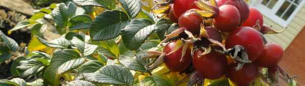 Шиповник майский Яблочный: выращивание, польза и вред