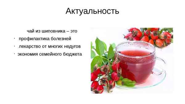 Полезные свойства чая из шиповника