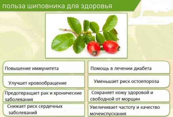 Польза и вред шиповника