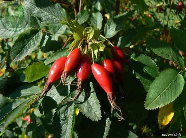 Сорта шиповника