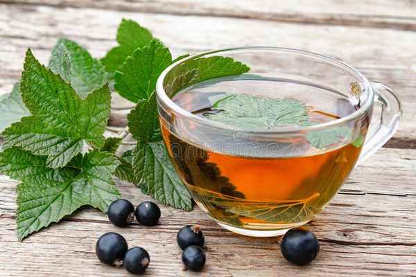 Листья смородины: лечебный чай, как приготовить