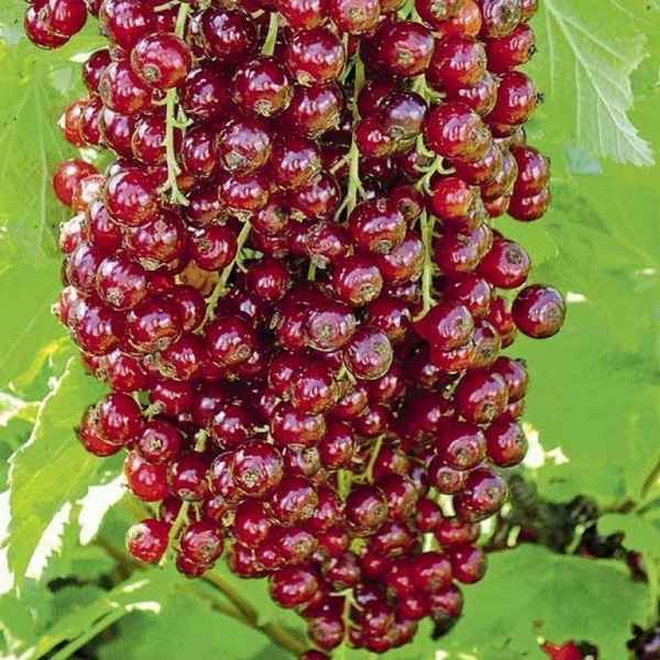 Красная смородина для Подмосковья