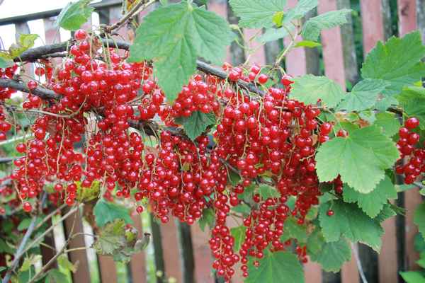 Сорт красной смородины Ролан: плюсы и минусы