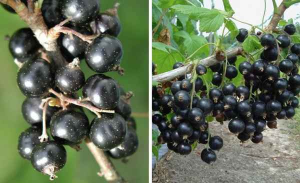 Смородина чёрная Литвиновская — основные хаpaктеристики