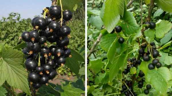 Смородина чёрная Тисель: хаpaктеристика сорта и особенности выращивания