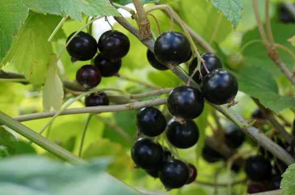 Смородина чёрная Валовая: основные хаpaктеристики сорта