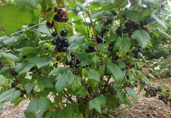 Сладкая чёрная смородина Сластёна: основные хаpaктеристики