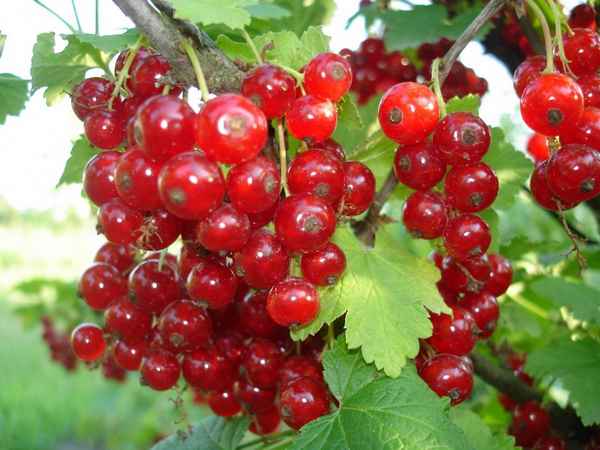 Смородина красная Натали — основные хаpaктеристики сорта