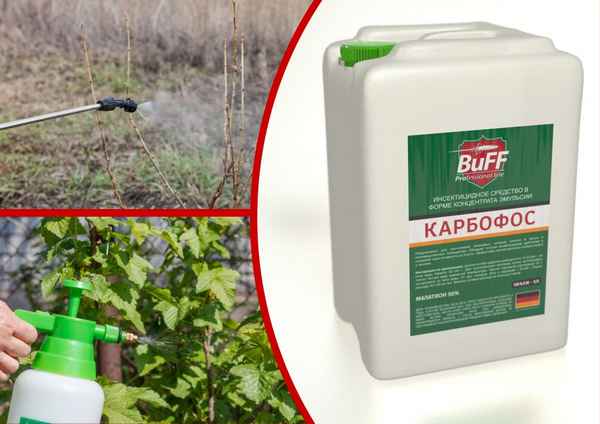 «Карбофос» для обработки смородины весной