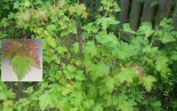 Что делать, если смородина плохо растёт