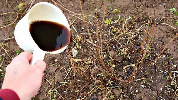 Подкормка смородины весной для хорошего урожая