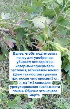 Сода для обильного урожая чёрной смородины