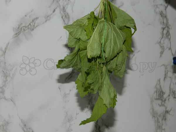 Особенности заготовки листьев смородины на зиму