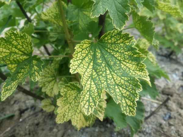 Что делать, если желтеют листья смородины