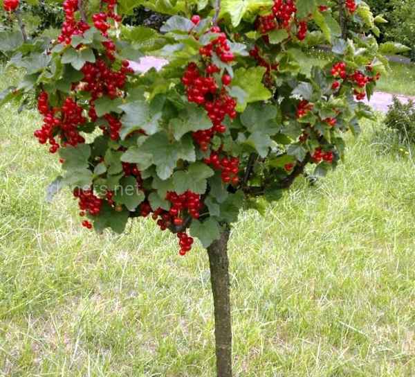 Чёрная и красная штамбовая смородина: как сформировать в виде дерева