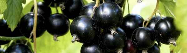 Смородина чёрная Татьянин день — основные хаpaктеристики сорта