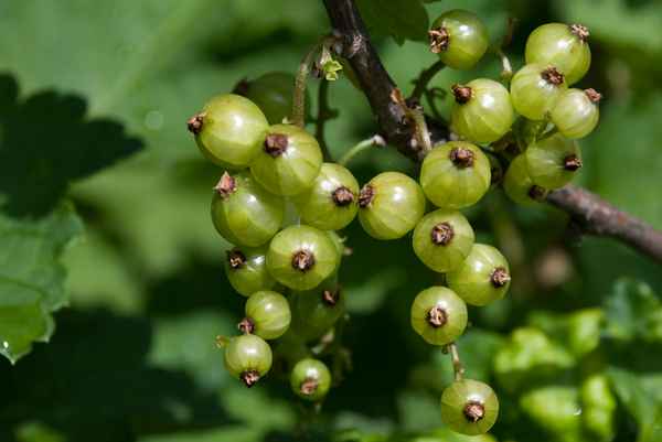 Сорт зеленоплодной смородины Снежная Королева — хаpaктеристики