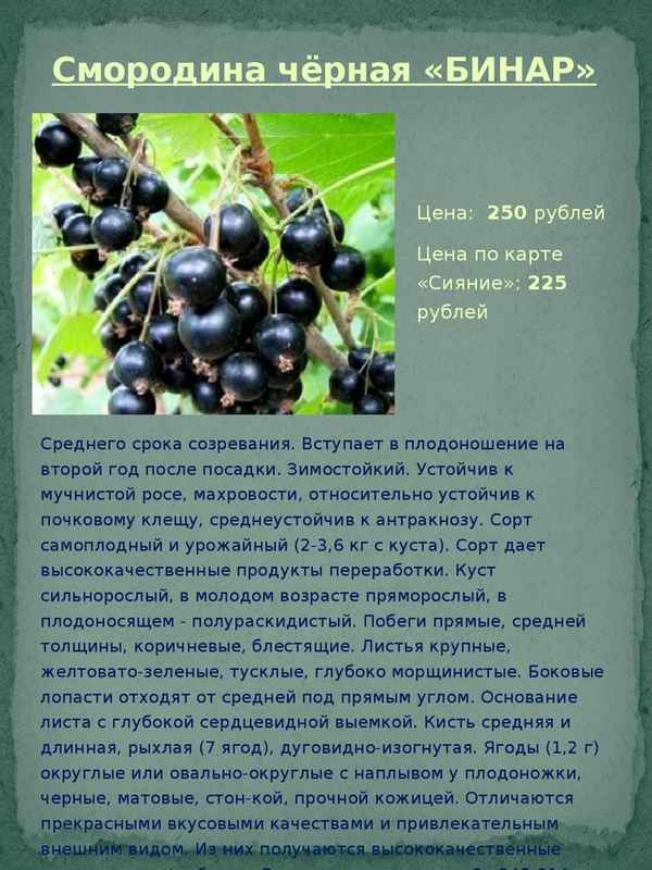Смородина чёрная Бинар — основные хаpaктеристики