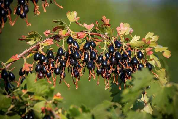 Выращивание золотистой смородины