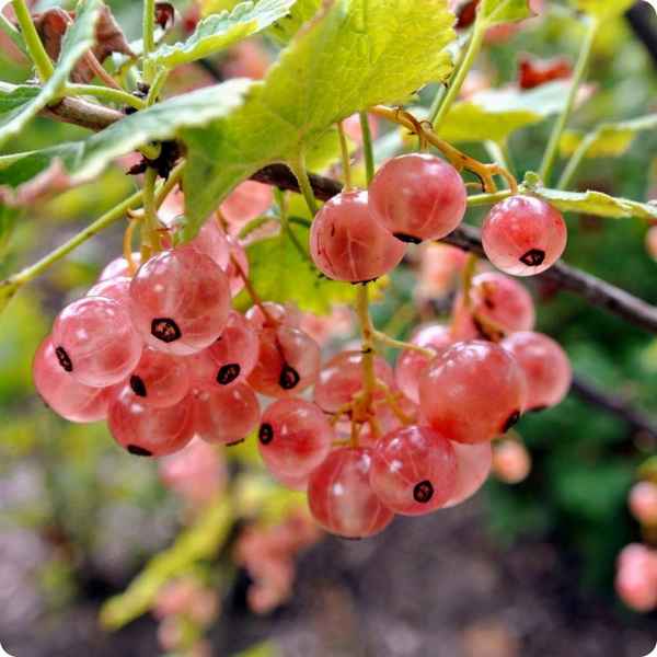 Смородина гибридная Розовый жемчуг — основные хаpaктеристики