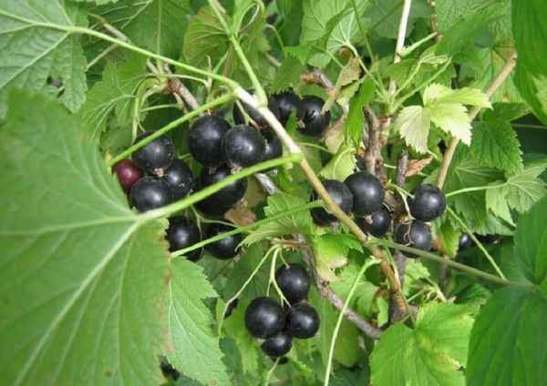 Смородина чёрная Дачница — основные хаpaктеристики сорта