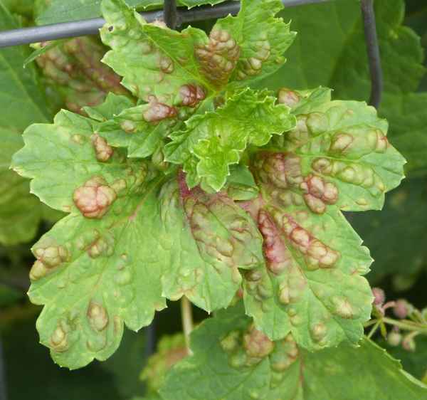 Борьба с болезнями и вредителями чёрной смородины