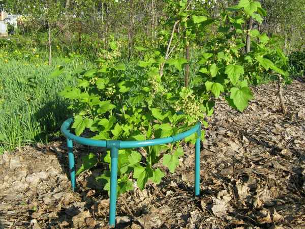 Как подвязывать смородину