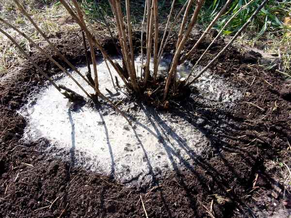 Подготовка кустов смородины к зиме