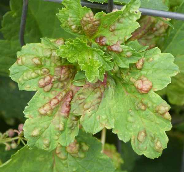 Болезни и вредители красной смородины