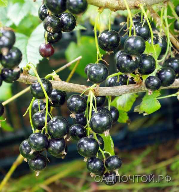 Чёрная смородина Нара — основные хаpaктеристики сорта
