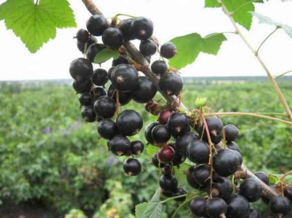 Чёрная смородина Шалунья: преимущества и недостатки сорта