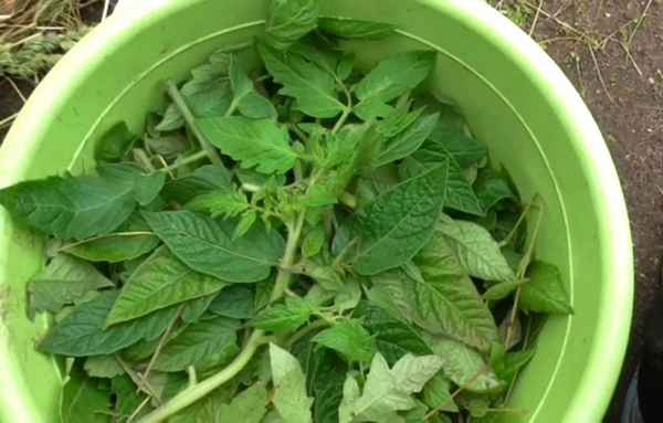 Опытные огородники томатную ботву не выбрасывают! 3 способа использования в саду и огороде