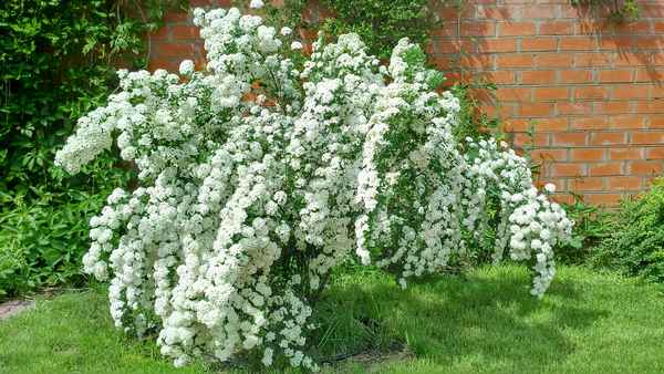 Свойства кустарника спиреи вангутта