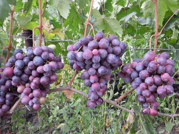 Описание сорта винограда Фараон