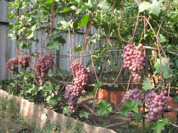 Хаpaктеристики и выращивание винограда Фламинго