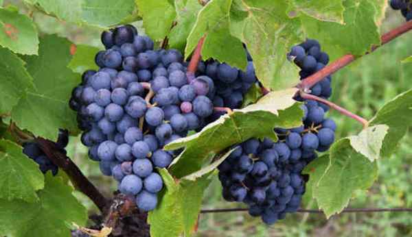 Описание и правила выращивания винограда Каберне Кортис