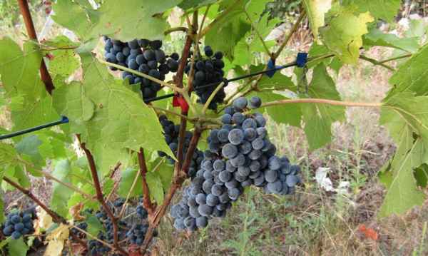 Описание, хаpaктеристики и особенности выращивания винограда Леон Мийо