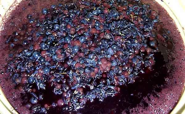 Рецепты приготовления домашнего вина из винограда Изабелла