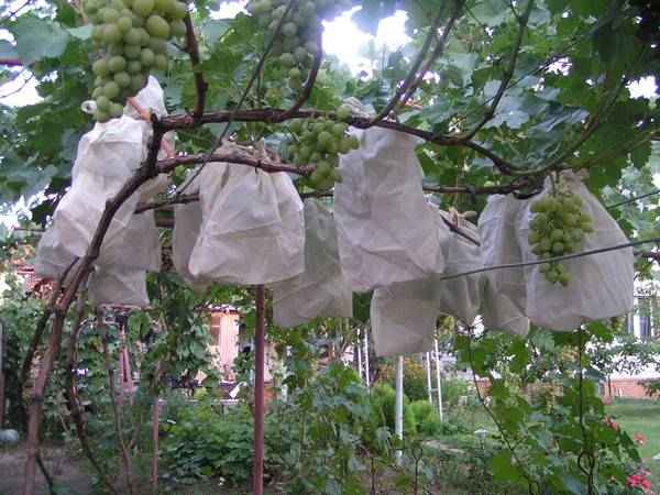 Как спасти виноград от ос и пчёл