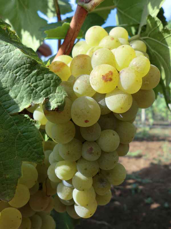 Сорт винограда Мускат белый: фото и описание, агротехника выращивания