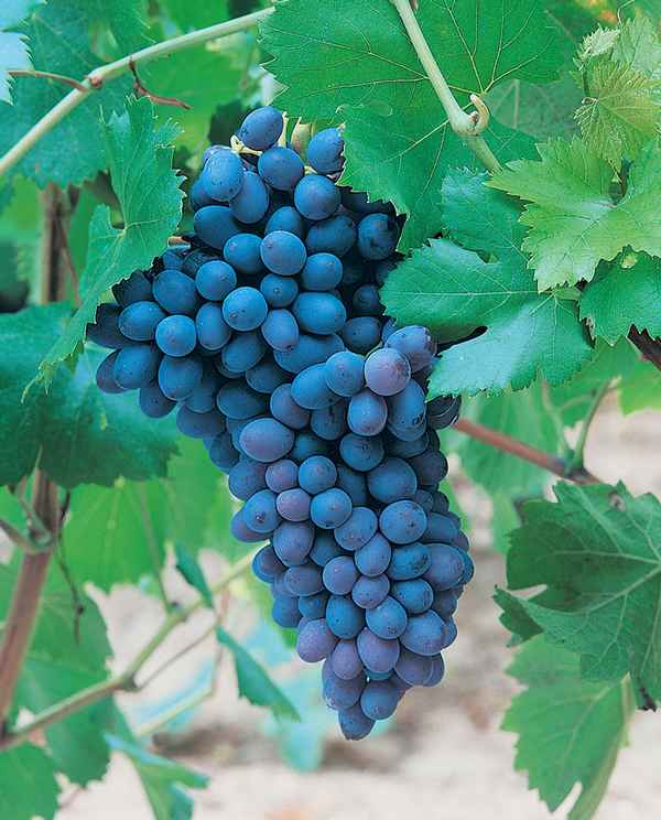 Виноград Аттика Кишмиш: описание и хаpaктеристика сорта