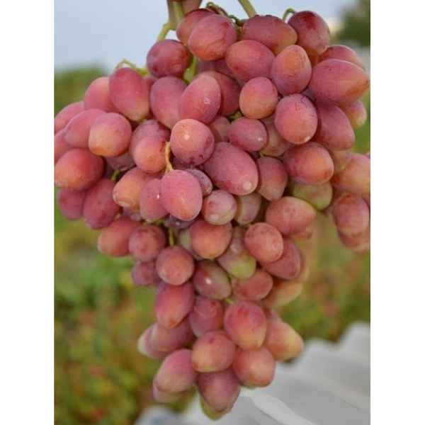 Сорт винограда «Анжелика» («Ксения»)