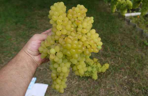 Особенности сорта винограда кишмиш Белый