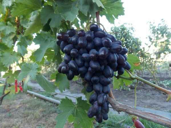 Сорт винограда Джованни