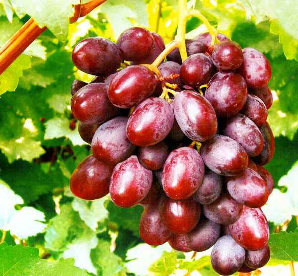 Сорт винограда Фавор