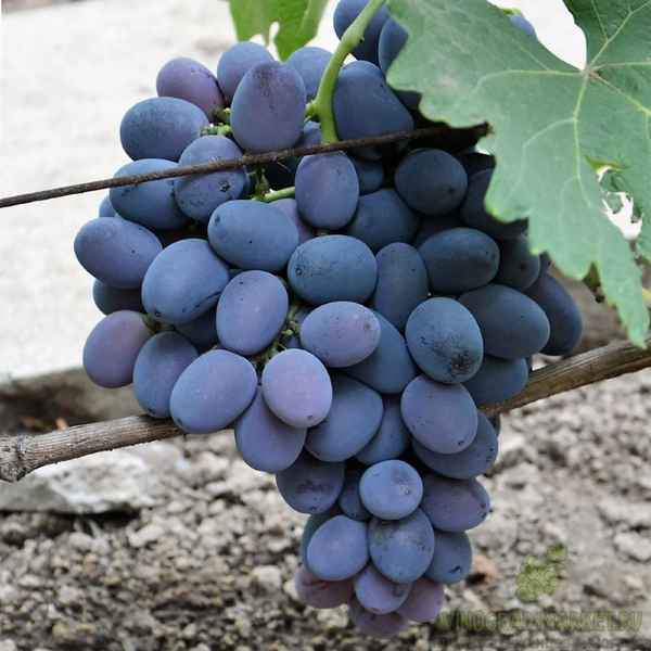 Сорт винограда «Фуршетный»